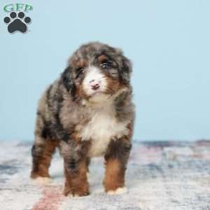 Cheif, Mini Bernedoodle Puppy